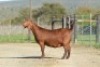 1X KALAHARI RED FLOCK 7-158 PREGNANT DOE TOLLIE JORDAAN EN SEUNS
