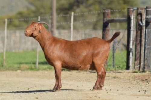 1X KALAHARI RED STUD 7-037 PREGNANT DOE TOLLIE JORDAAN EN SEUNS