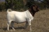 1X BOER GOAT FLOCK 7-195 BUCK KOATI BOER GOAT STUD