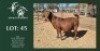 WITHDRAWN - 1X KALAHARI RED PREGNANT DOE ARMALEO BOERDERY