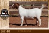 1X BOER GOAT STUD 7-032 PREGNANT DOE MILAMIEK BOERGOAT STUD