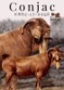 1X KALAHARI RED STUD 48-126 PREGNANT DOE KROKODILNEST - 2