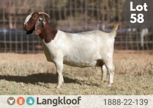 1X BOER GOAT STUD 48-33 PREGNANT DOE LANGKLOOF BOERBOKSTOET