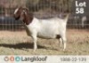 1X BOER GOAT STUD 48-33 PREGNANT DOE LANGKLOOF BOERBOKSTOET