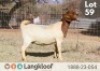1X BOER GOAT FLOCK 10-235 DOE LANGKLOOF BOERBOKSTOET