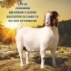 1X BOER GOAT FLOCK COLOR 7-171 PREGNANT DOE SHONGOLOLO BOERBOK STOET 1564