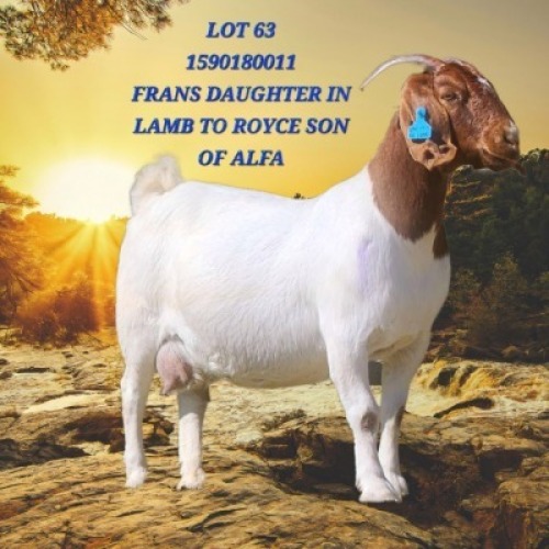 1X BOER GOAT STUD 7-043 PREGNANT DOE SHONGOLOLO BOERBOK STOET 1564