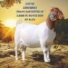 1X BOER GOAT STUD 7-043 PREGNANT DOE SHONGOLOLO BOERBOK STOET 1564