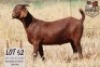 1X KALAHARI RED STUD 10-208 DOE KROKODILNEST