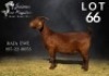 WITHDRAWN - 1X KALAHARI RED PREGNANT DOE SALMON VAN HUYSSTEEN BOER GOAT STUD
