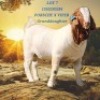 1X BOER GOAT STUD 2-017 BUCK SHONGOLOLO BOERBOK STOET 1564
