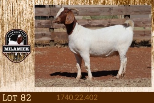 1X BOER GOAT FLOCK 7-150 PREGNANT DOE MILAMIEK BOERGOAT STUD