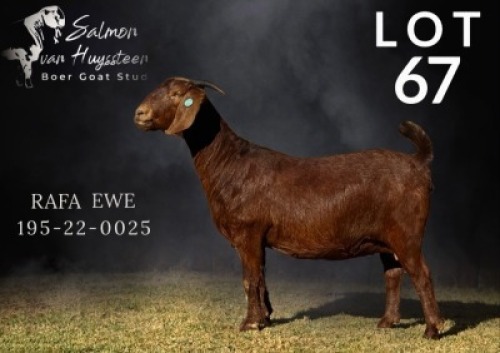 1X KALAHARI RED STUD 48-496 PREGNANT DOE SALMON VAN HUYSSTEEN BOER GOAT STUD