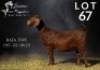 1X KALAHARI RED STUD 48-496 PREGNANT DOE SALMON VAN HUYSSTEEN BOER GOAT STUD