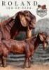 1X KALAHARI RED STUD 48-126 PREGNANT DOE KROKODILNEST - 3
