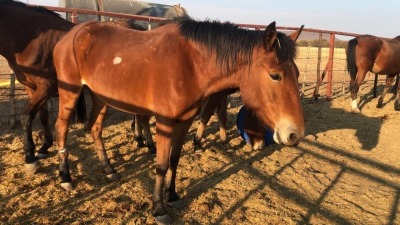 1X TSWANA CROSS MARE MOTHEBE