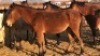 1X TSWANA CROSS MARE MOTHEBE