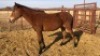 1X TSWANA CROSS MARE MOTHEBE - 2