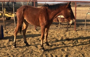 1X TSWANA CROSS STALLION MOTHEBE