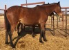 1X TSWANA CROSS MARE MOTHEBE