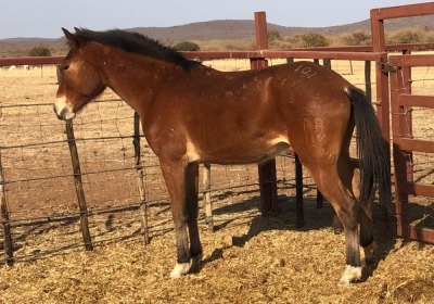 1X TSWANA CROSS MARE MOTHEBE