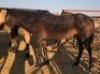 1X TSWANA CROSS MARE MOTHEBE