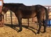 1X TSWANA CROSS MARE MOTHEBE - 2