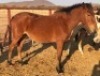 1X TSWANA CROSS MARE MOTHEBE - 2