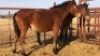 1X TSWANA CROSS MARE MOTHEBE - 3
