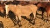 1X TSWANA CROSS MARE MOTHEBE