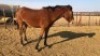 1X TSWANA CROSS MARE MOTHEBE - 2