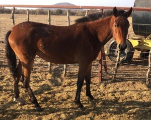 1X TSWANA CROSS MARE MOTHEBE