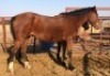 1X TSWANA CROSS MARE MOTHEBE - 2