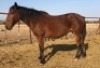 1X TSWANA CROSS MARE MOTHEBE