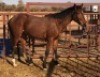 1X TSWANA CROSS MARE MOTHEBE
