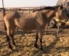 1X TSWANA CROSS MARE MOTHEBE