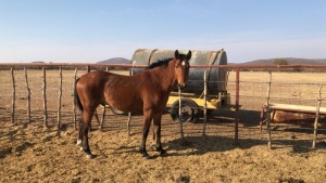 1X TSWANA CROSS STALLION MOTHEBE