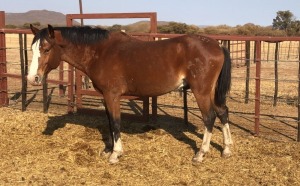 1X TSWANA CROSS STALLION MOTHEBE