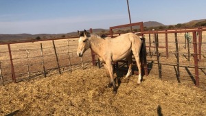 1X TSWANA CROSS STALLION MOTHEBE