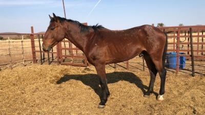 1X TSWANA CROSS STALLION MOTHEBE