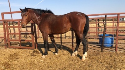 1X TSWANA CROSS STALLION MOTHEBE