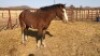 1X TSWANA CROSS STALLION MOTHEBE