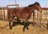 1X TSWANA CROSS STALLION MOTHEBE