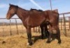 1X TSWANA CROSS STALLION MOTHEBE