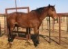 1X TSWANA CROSS STALLION MOTHEBE