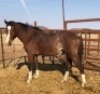 1X TSWANA CROSS STALLION MOTHEBE