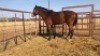 1X TSWANA CROSS MARE MOTHEBE