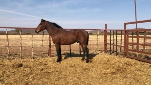 1X TSWANA CROSS STALLION MOTHEBE