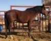 1X TSWANA CROSS STALLION MOTHEBE