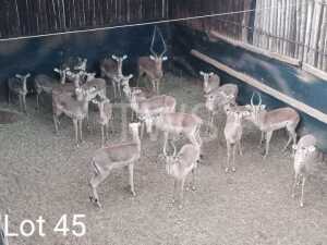 M: 3 V/F: 12 T: 15+5 x Rooibok/Impala Leeuwdorings/Derdepoort (Pay per Piece to take the lot)